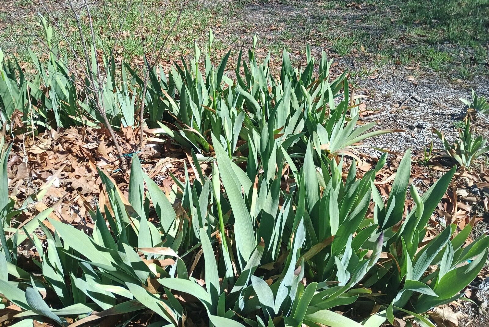 (10) WHITE TALL BEARDED IRIS RHIZOME LIVE ROOT GARDEN PLANTS LOVE SPRING FLOWERS