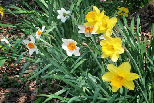 5 mixed Daffodil & Narcissus bulbs ~Woodland gardens ~Naturalize **Spring Planti