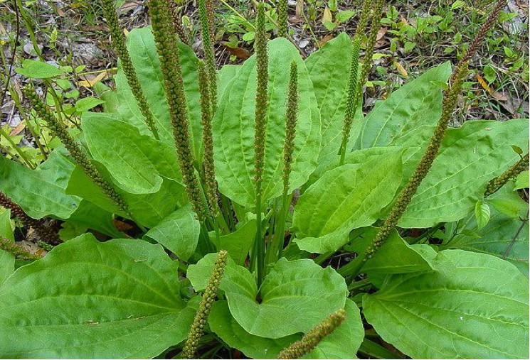 Broadleaf Plantain Seed (Plantago major) 500 to 100,000 seeds ~ White Man’s Foot