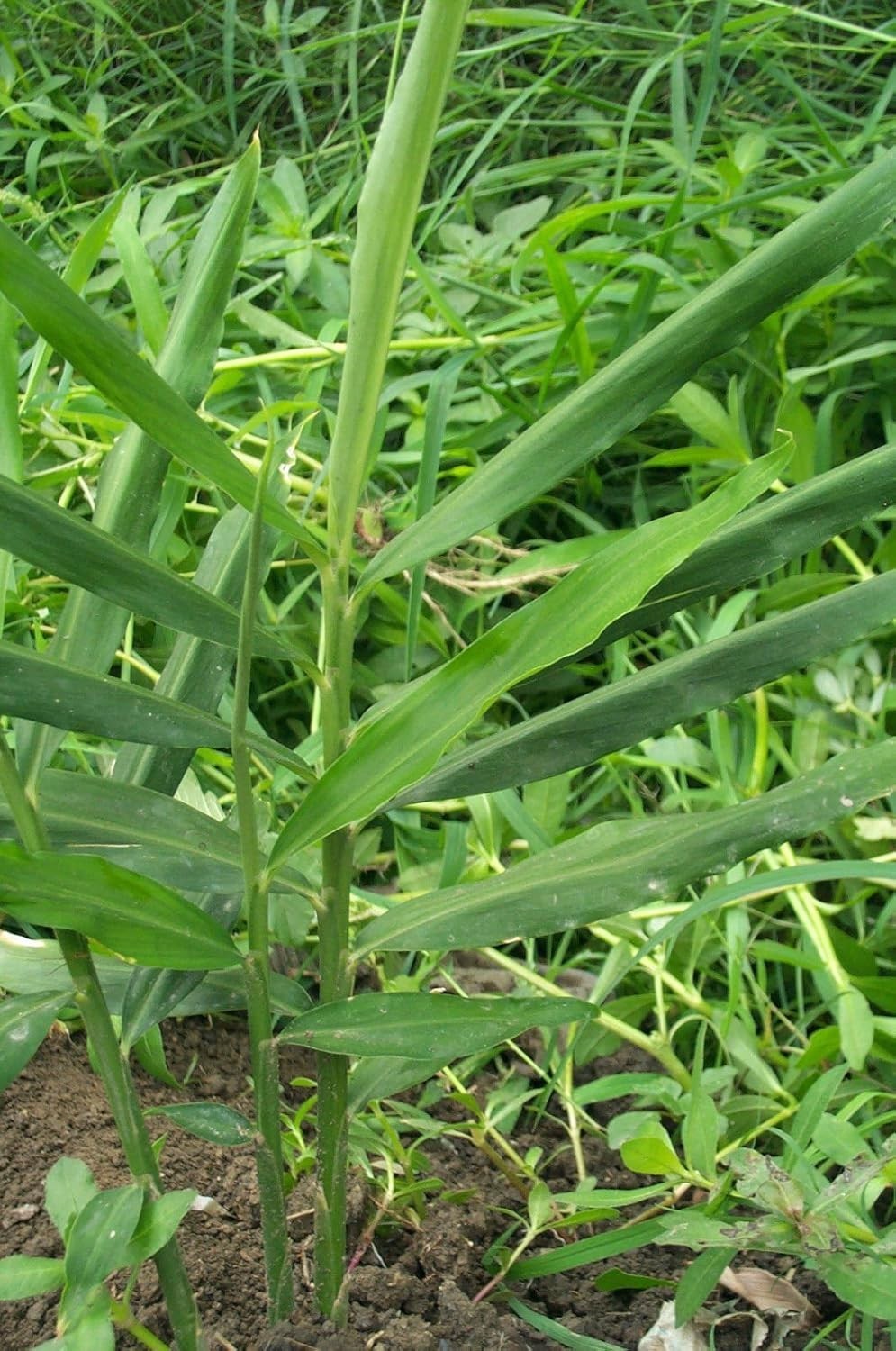 Live 10 Rhizomes of Edible Ginger Roots Organic Zingiber Officinale for Growing