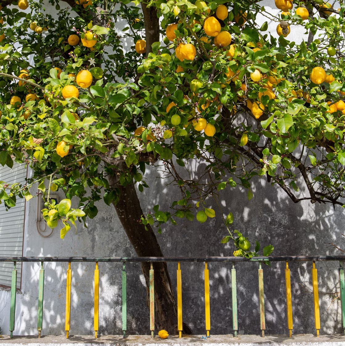 25 Organic Lemon Seeds for Planting – Citrus Fruit Tree Seeds Home Garden