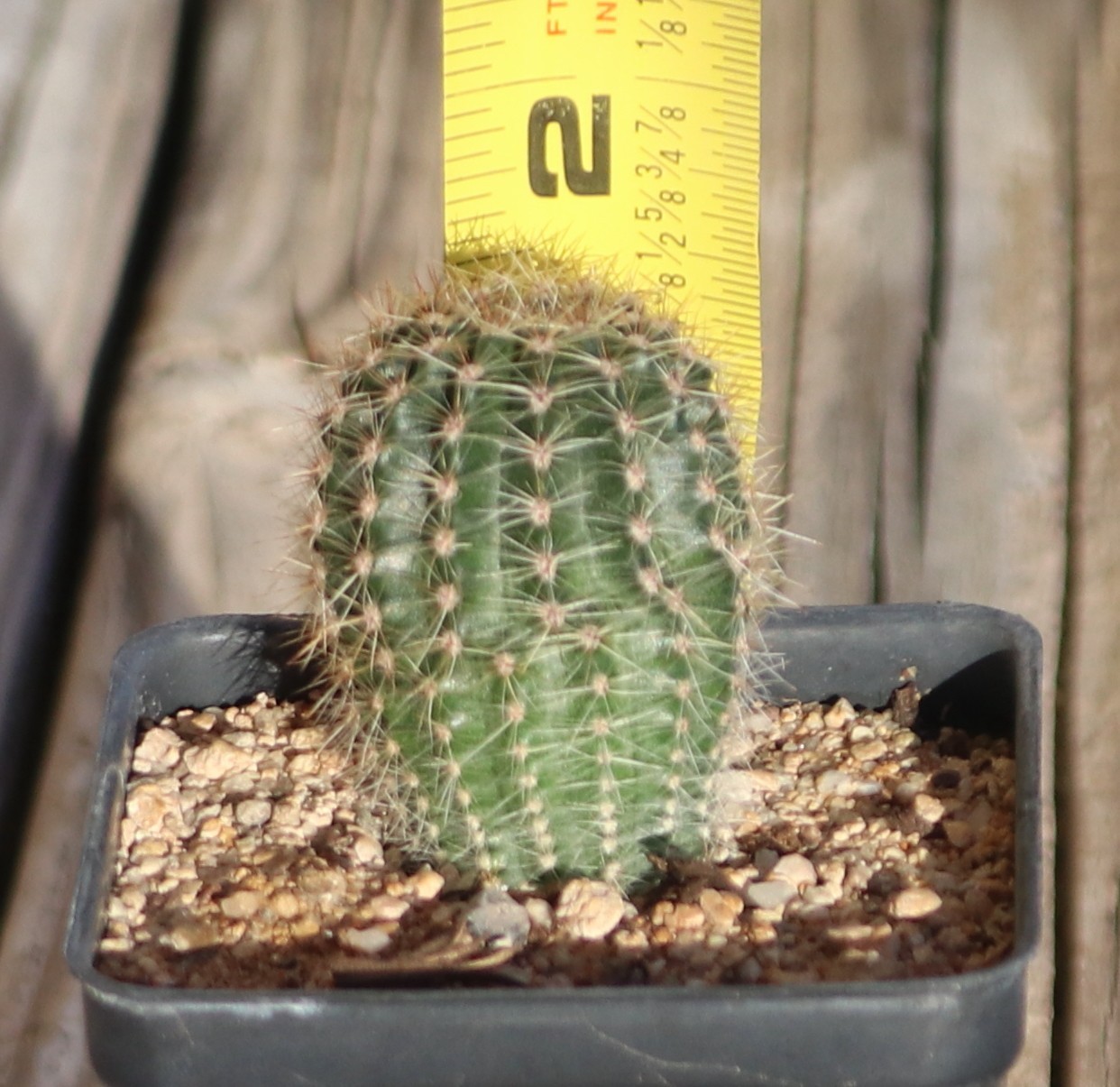 Echinopsis hybrid ‘Coquette’