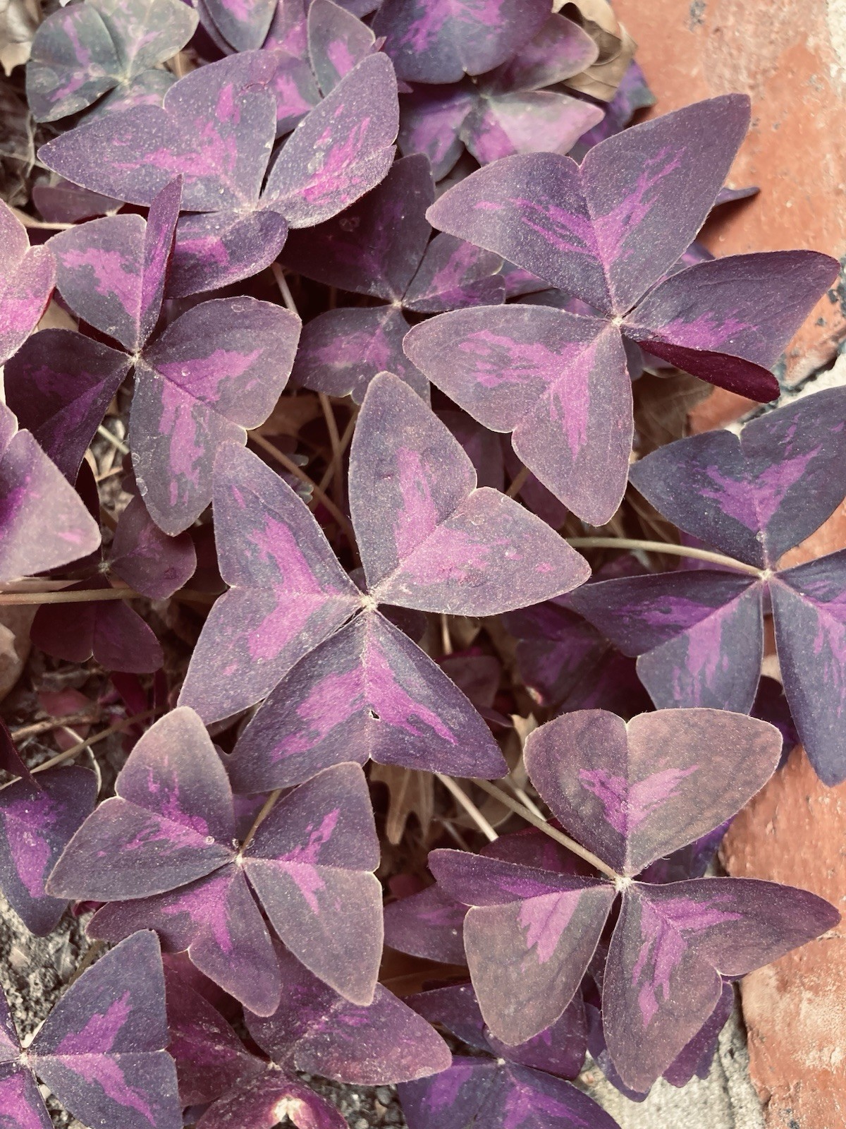 16 Oxalis Triangularis Purple shamrock rhizomes/bulbs