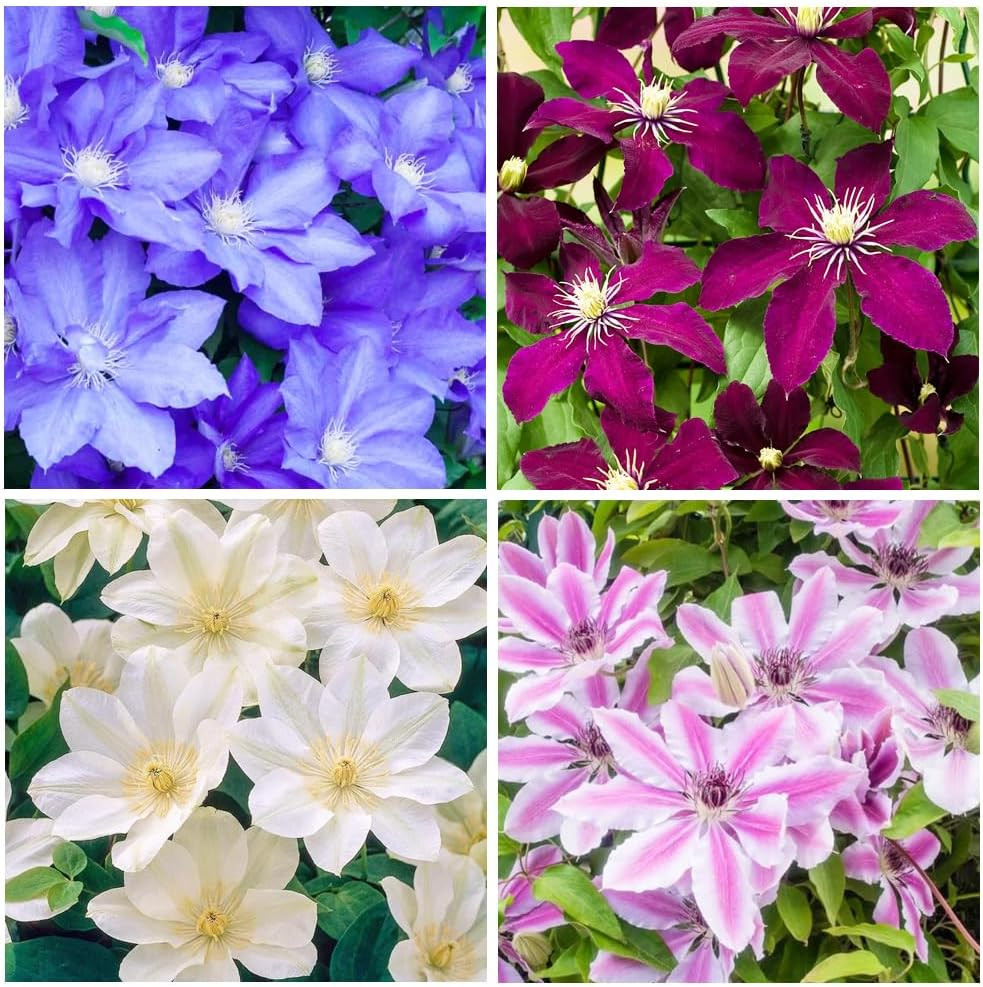 200+Perennial Mixed Clematis Vine Flower Seeds for Planting