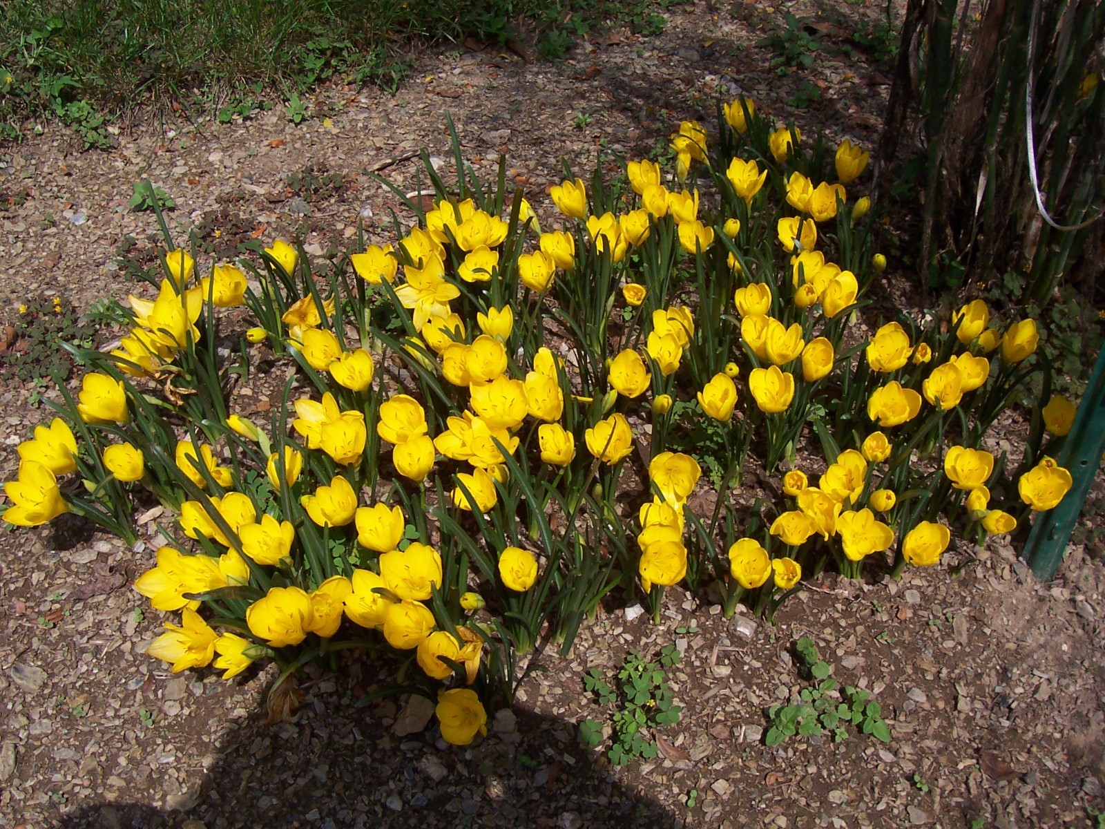 10 LARGE Fall Blooming Crocus Bulbs Autumn Daffodil Sternbergia Lutea Live Plant