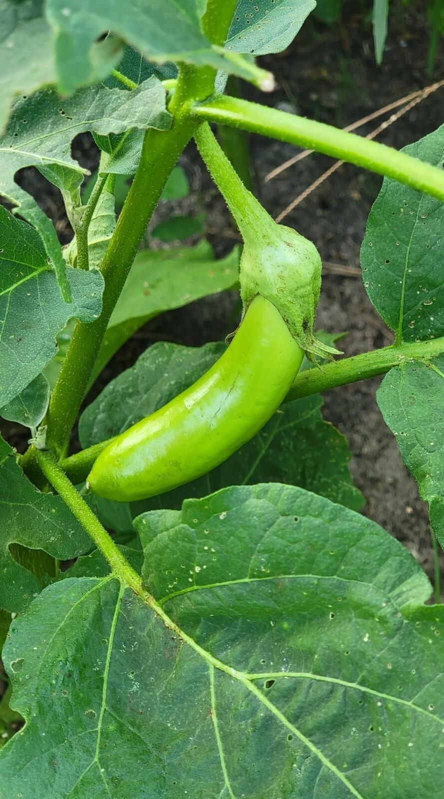 Asian Green Fingers /Thai long green 25 Seeds Eggplant 0.15g container variety
