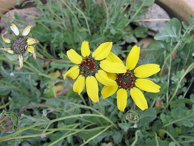Berlandiera lyrata | Chocolate Flower | 10 Seeds