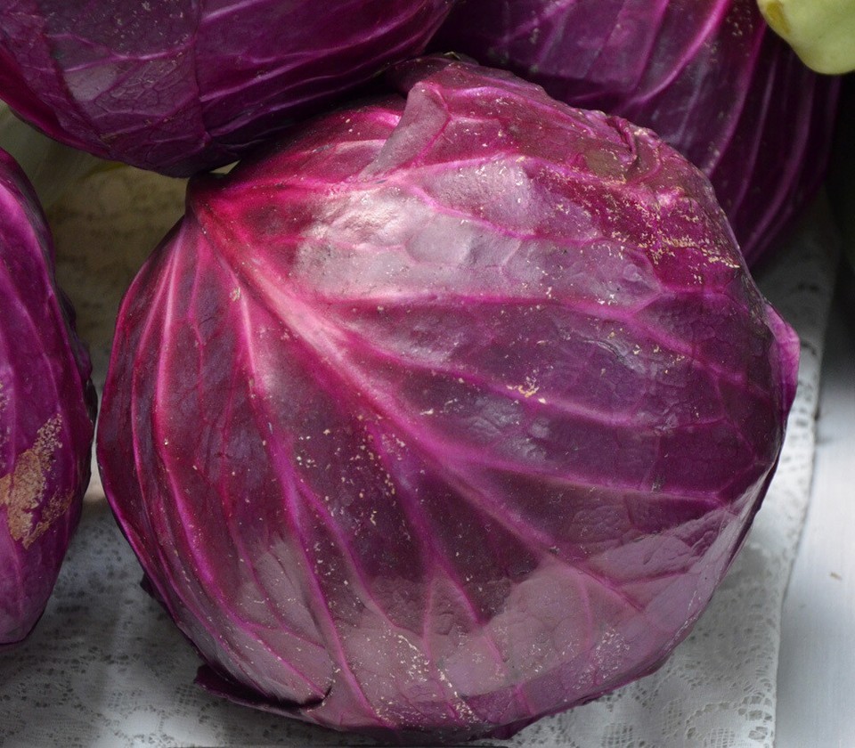 Red Acre Cabbage Seeds, NON-GMO, FREE SHIPPING