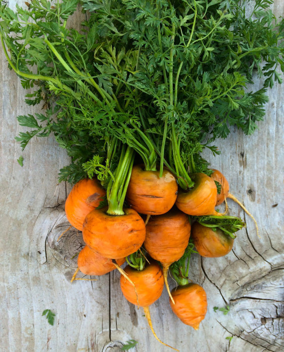 401+PARISIAN Round CARROT Seeds French Heirloom Vegetable Garden Container Easy