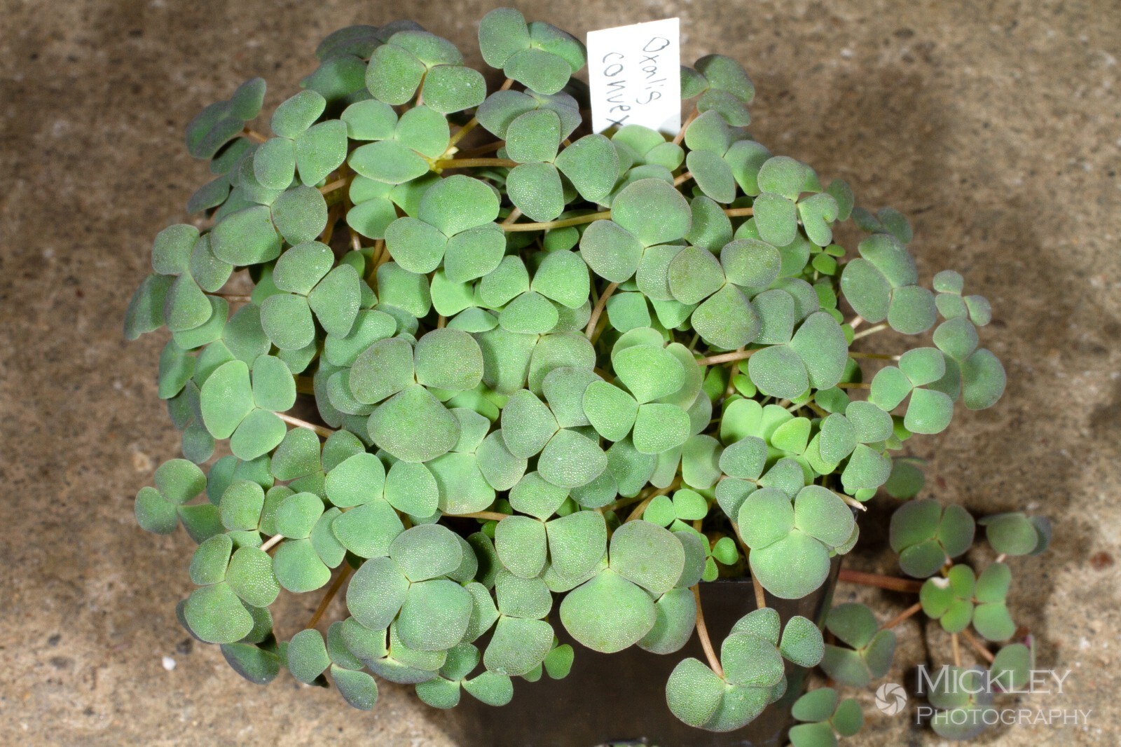 Oxalis convexula 20+ bulbils