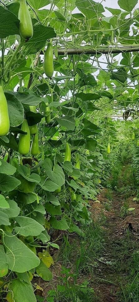 Bottle Gourd Seeds | Calabash Gourd, 20 Ct, Long Bottle Rare Seeds Hat Bau Xi