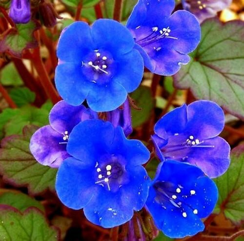 Desert Bluebell seeds (Phacelia Campanularia) -100+ seeds-