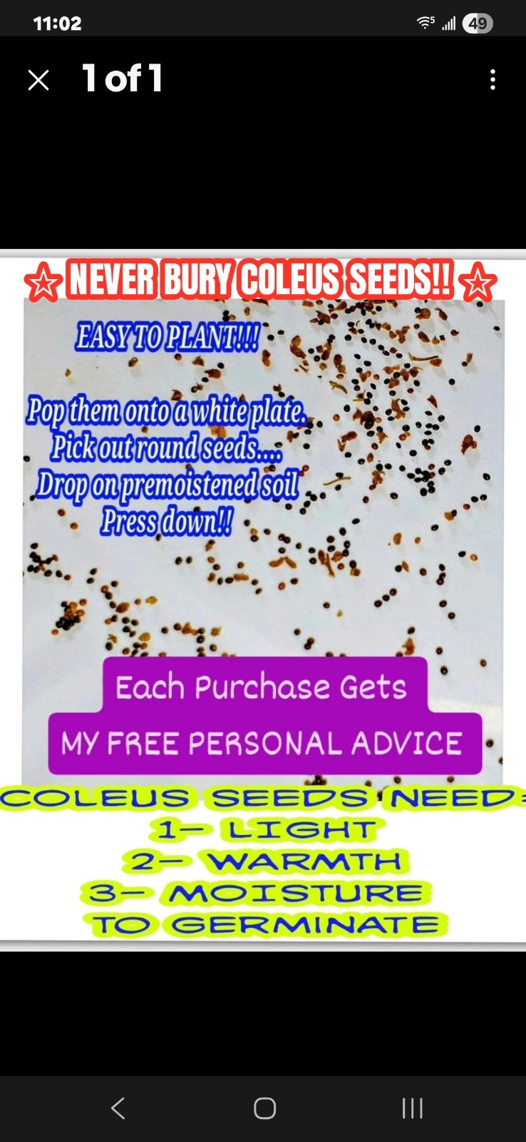 JIM’s CHOICE 8 PACK COLORFUL COLEUS SEEDS FREE SHIPPING