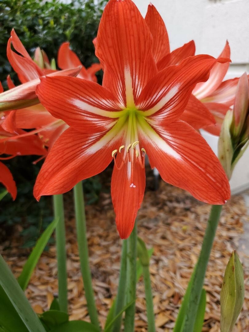 12+ Red St Joseph Heirloom Amaryllis Seeds collected May 2024 with Instructions