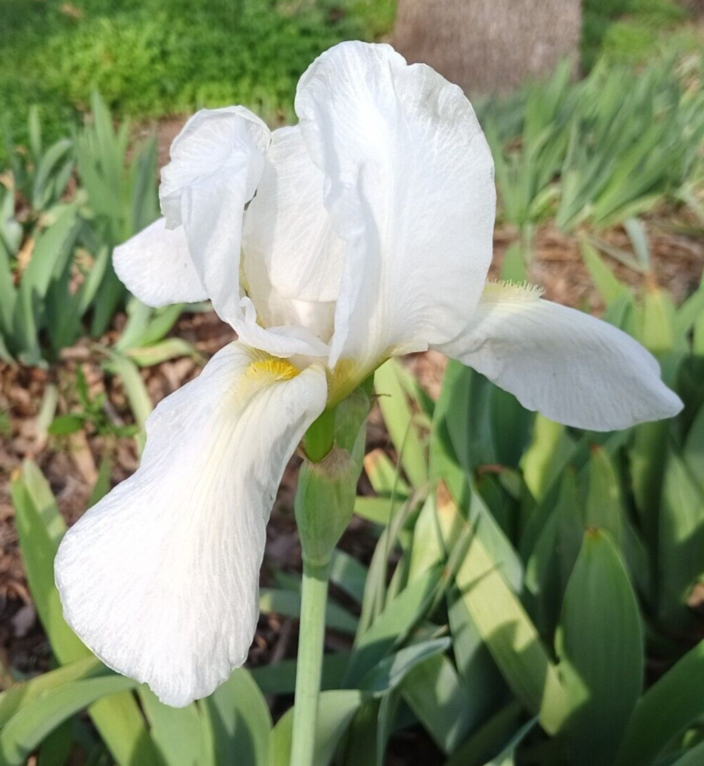 (10) WHITE TALL BEARDED IRIS RHIZOME LIVE ROOT GARDEN PLANTS LOVE SPRING FLOWERS
