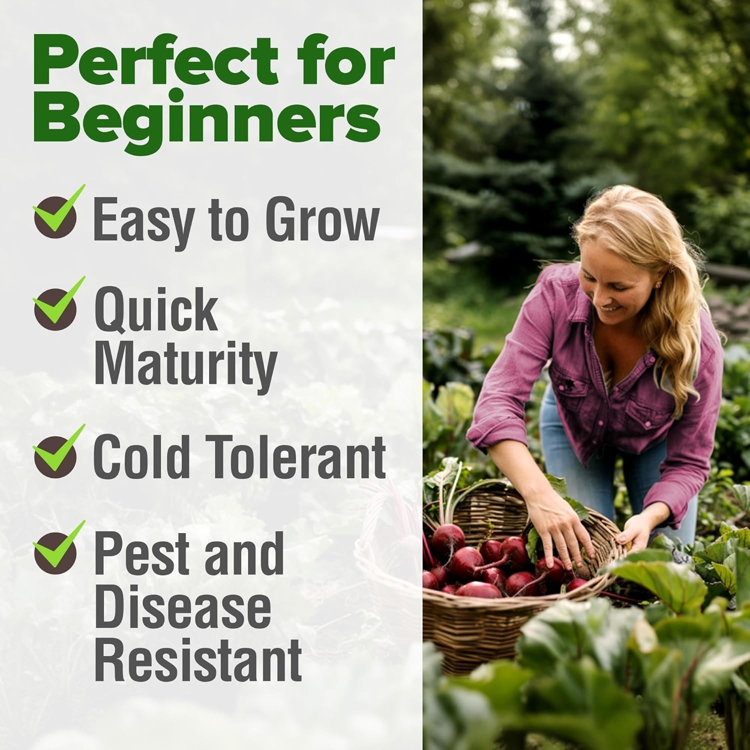 Detroit Dark Red Beet Seeds 500+ Heirloom Non GMO Seeds for Planting, High Ge…