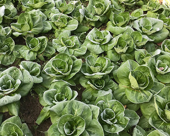 Non-GMO Asian Vegetable Seeds 4 Variety（黑大头，矮脚黄，乌塌菜，早熟5号）Pack #1 3000+seeds