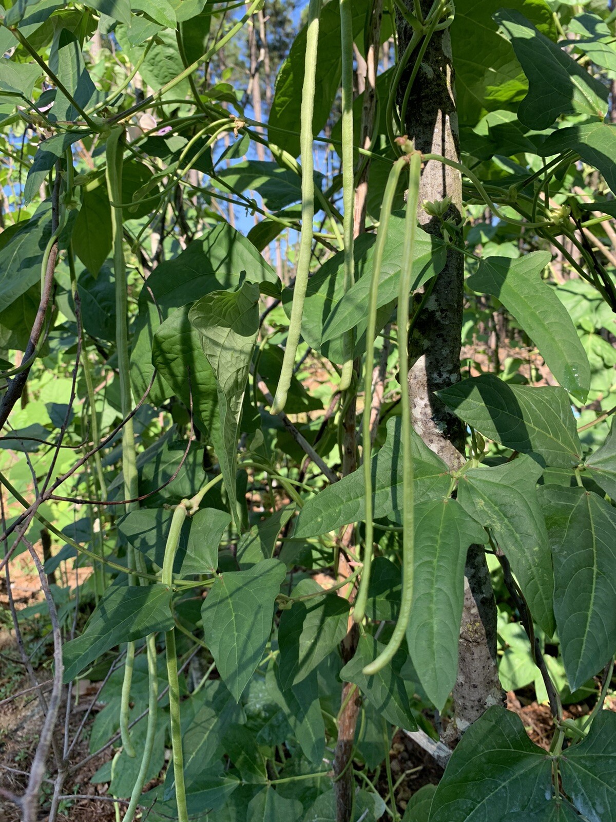 25 Long Bean Seeds  organic 2024 Summer Fresh Non-GMO