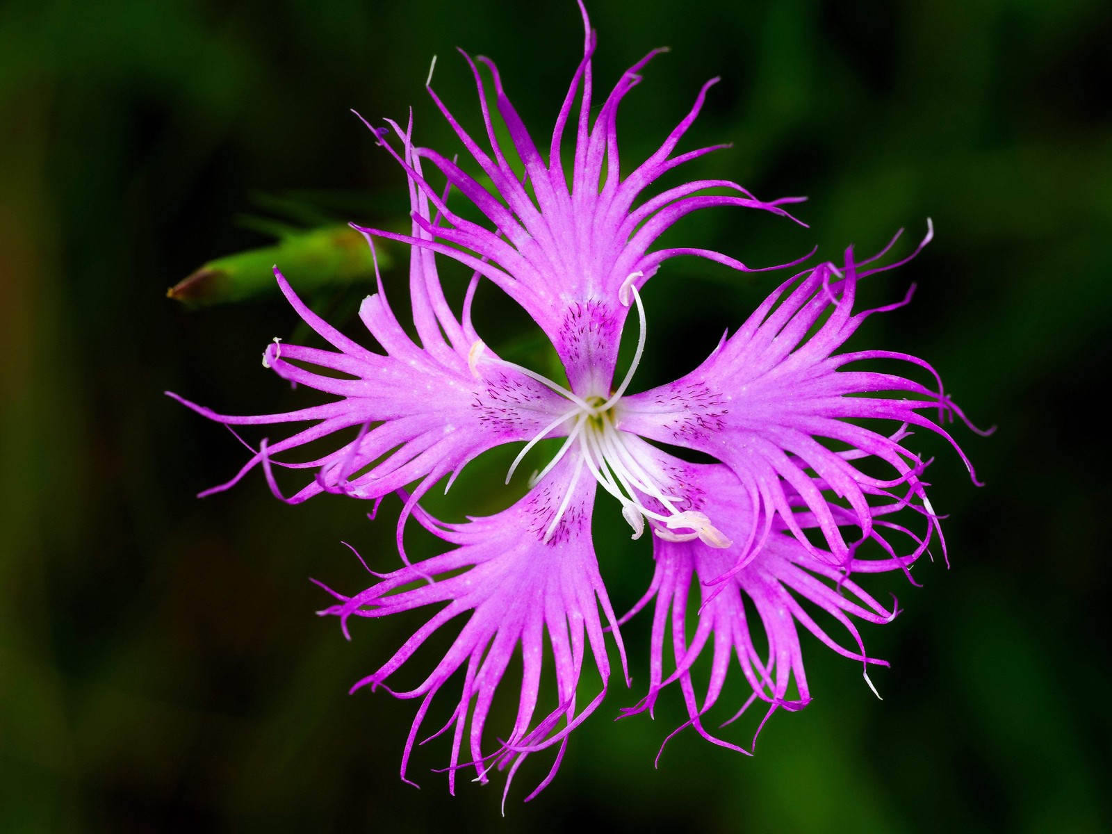 1000 FRINGED PINKS DIANTHUS Superbus Flower Seeds