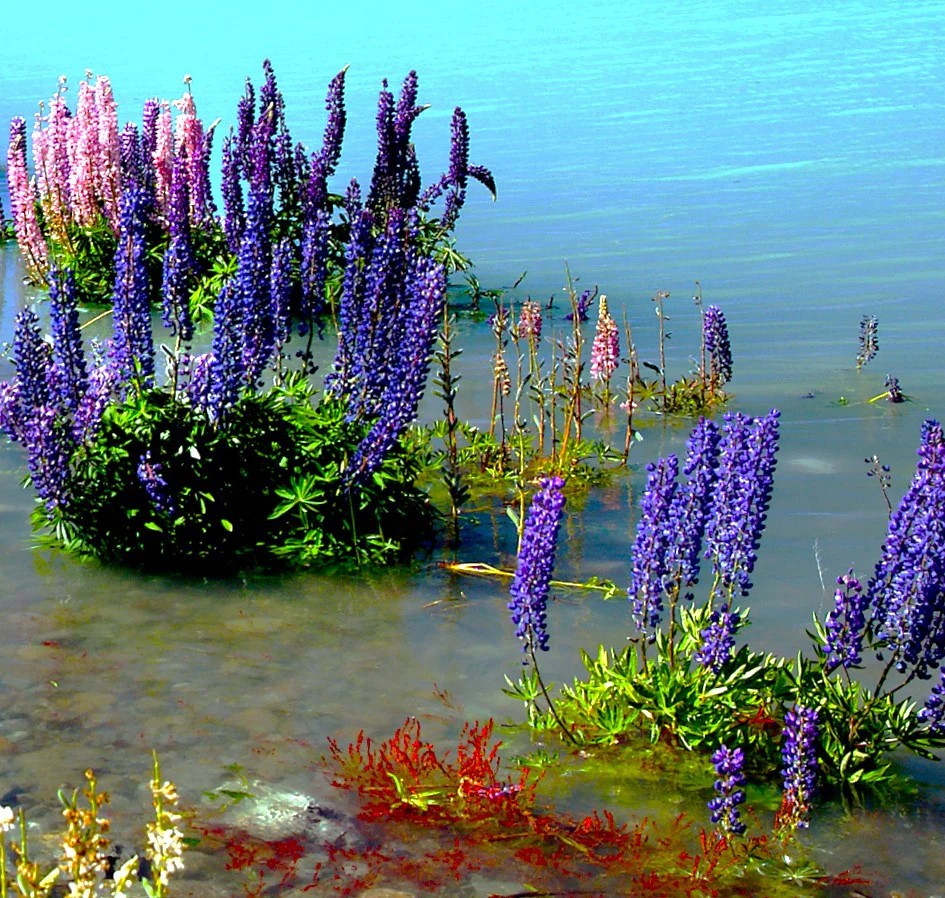 The Governor Blue Russell Lupine Seeds – For 2025 Planting Deep-Blue Lupinus