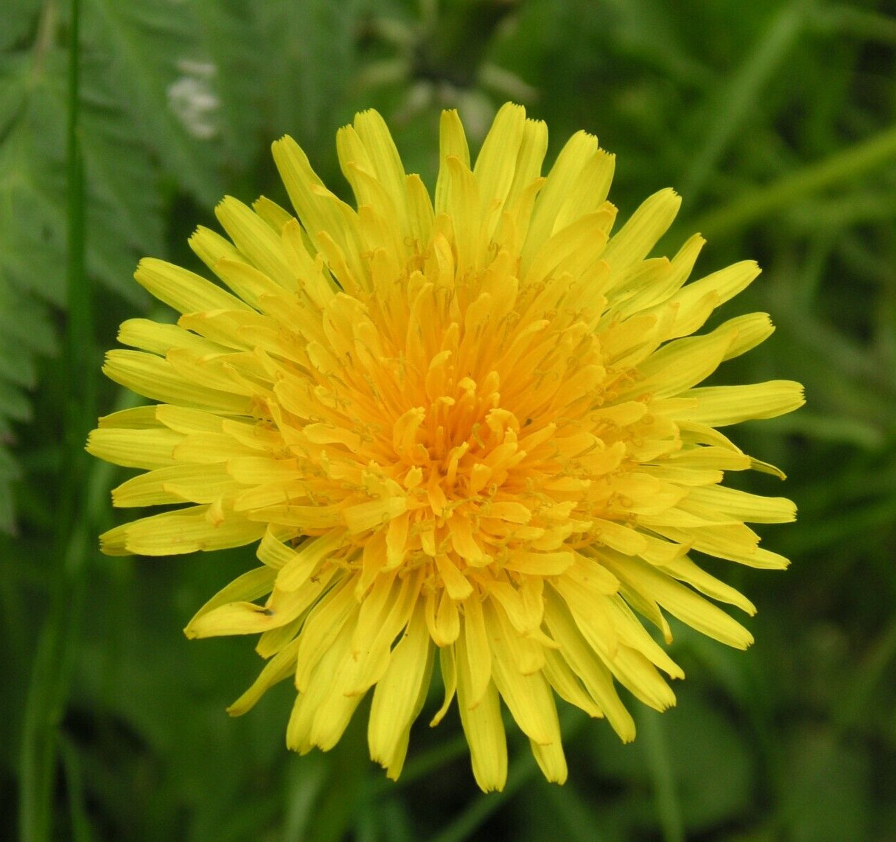 DANDELION SEEDS 100+ “TRUE” herb GARDEN perennial CULINARY teas FREE SHIPPING
