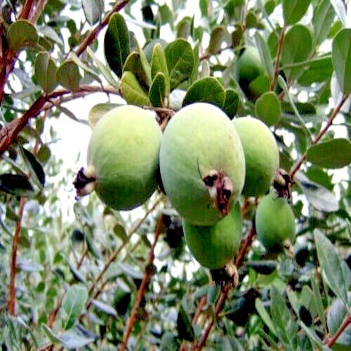 20 PINEAPPLE GUAVA TREE SEEDS “Brazilian Fig Guava Fruit” Tropical Flower Plant