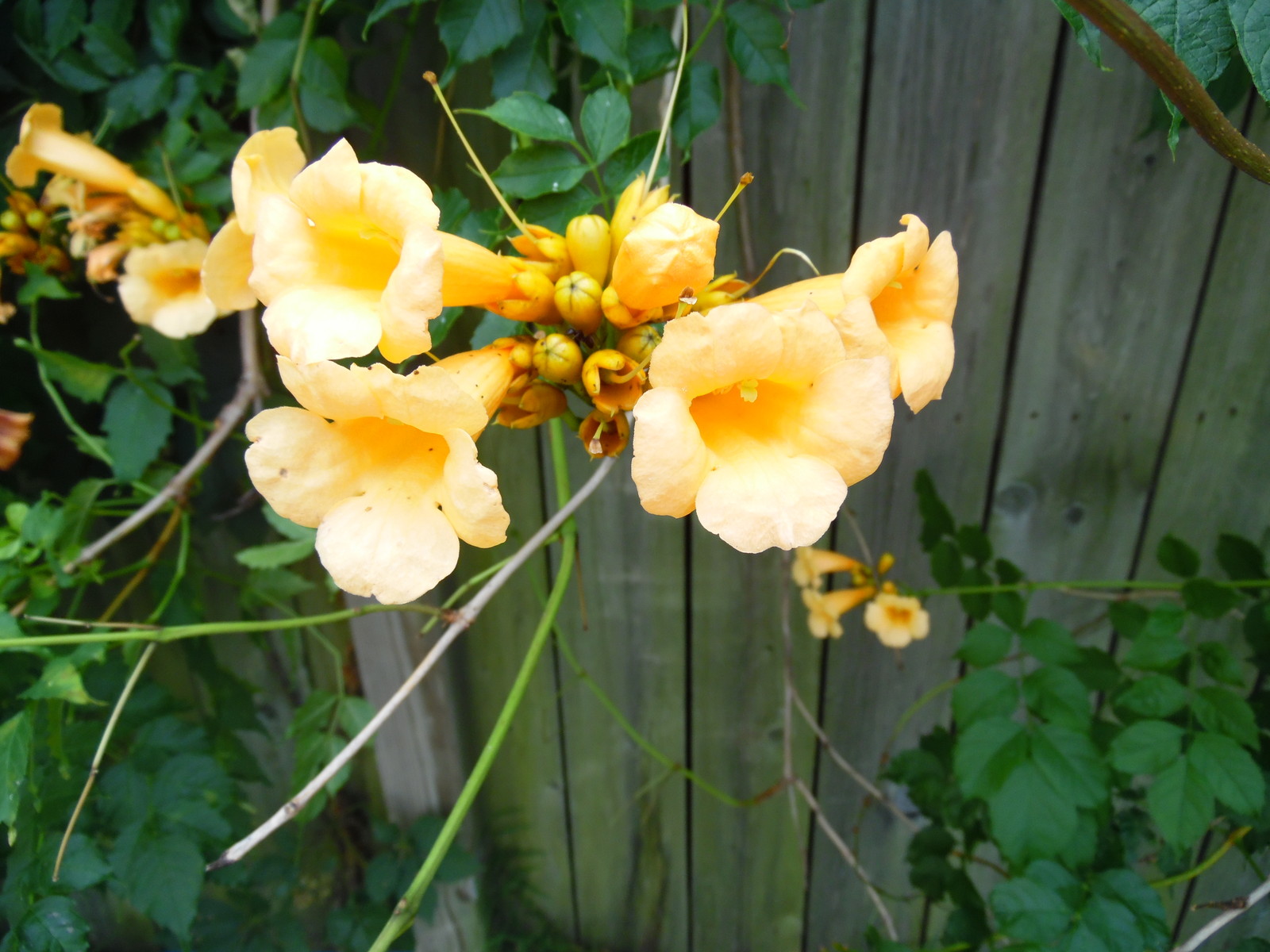 YELLOW Hummingbird Trumpet Vine Seeds! HARDY! Hummingbirds Love It!