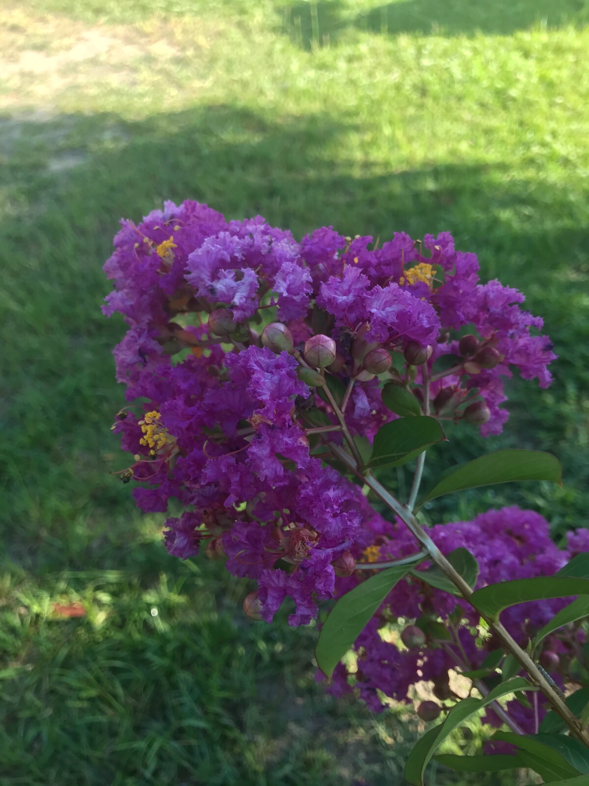 Dwarf Crape Myrtle | Dwarf Purple Velvet | 20 seeds