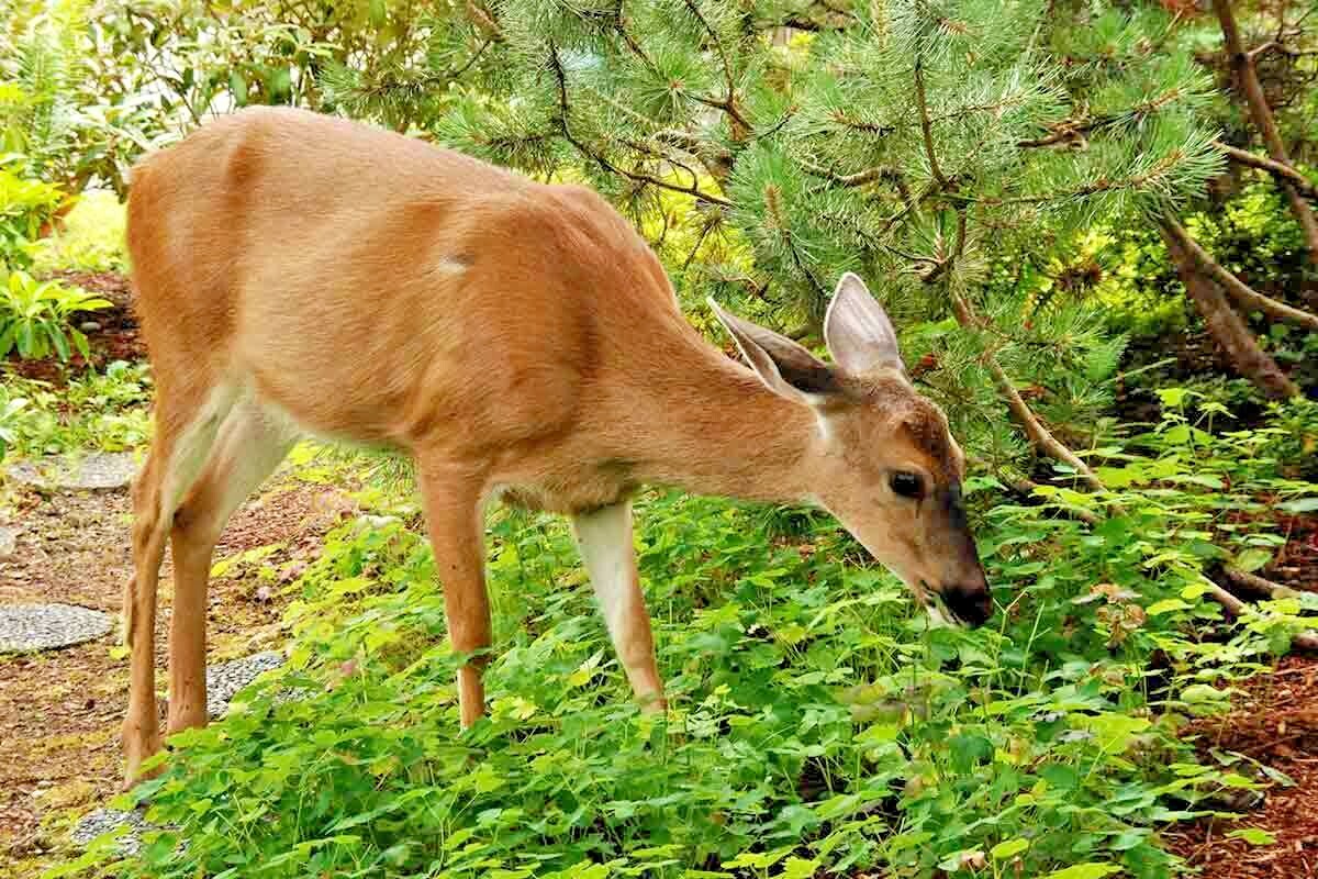 2000+DEER PROOF Native Wildflower Mix 15 Different Flowering Annual Perennial
