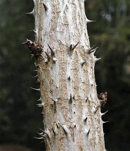 12-24 inches tall Aralia spinosa American Angelica Tree DEVIL’S WALKINGSTICK