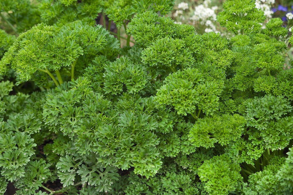 Forest Green Parsley Seeds, NON-GMO, Heirloom Free Shipping!