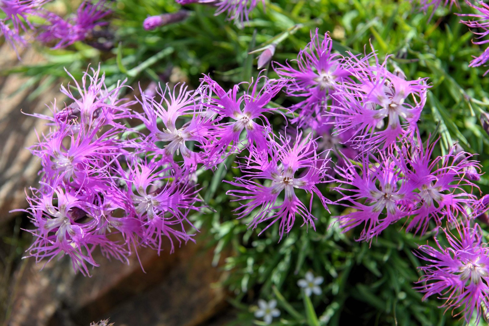 1000 FRINGED PINKS DIANTHUS Superbus Flower Seeds