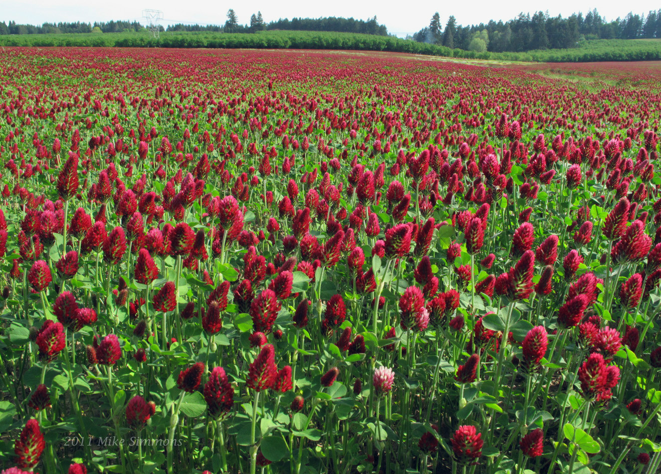 Crimson Clover Seeds 2 Lbs Bag 2000 Sq Ft Coverage.