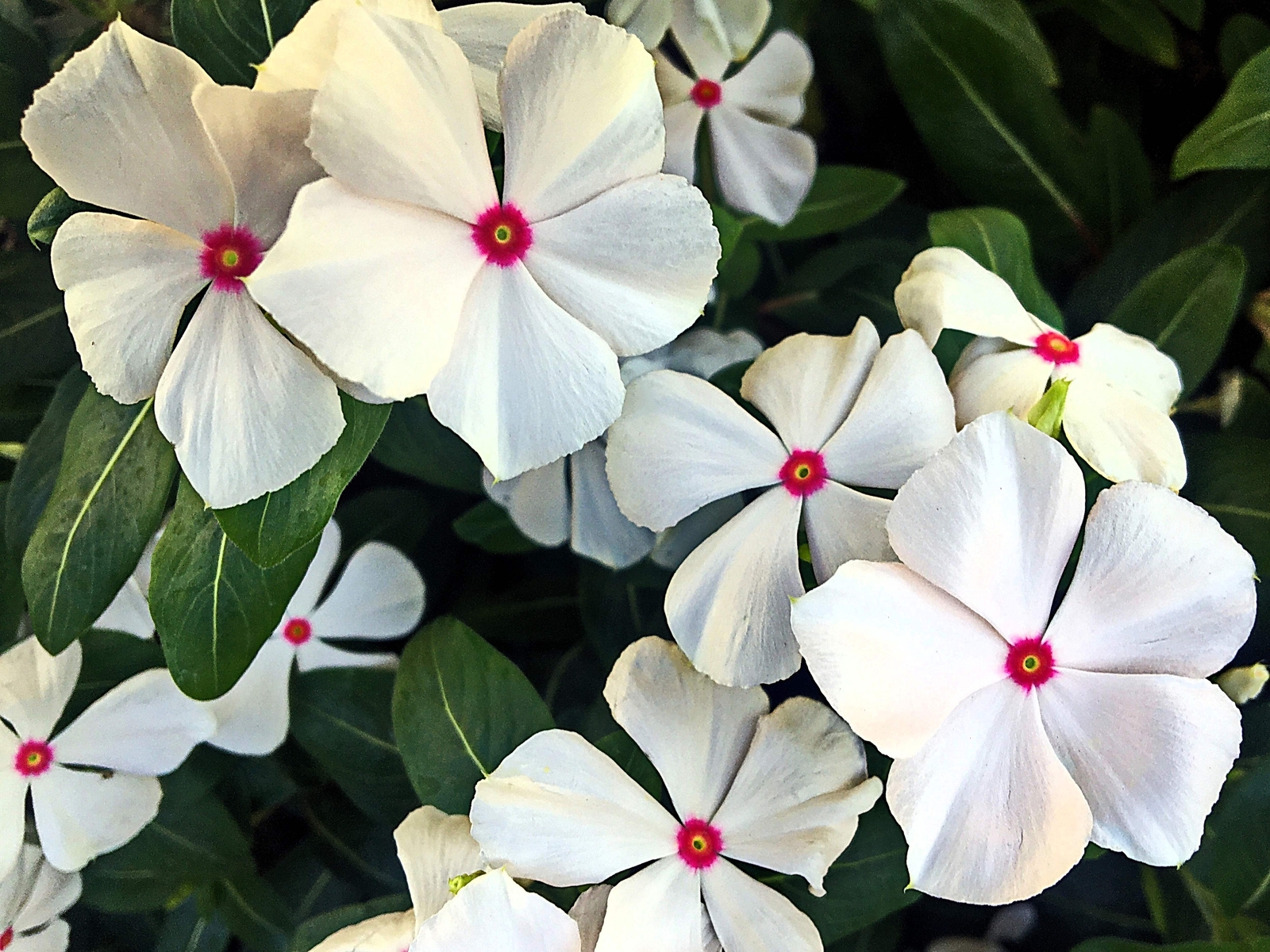 100 BRIGHT EYES PERIWINKLE Vinca Rosea Catharanthu Dwarf White Pink Flower Seeds