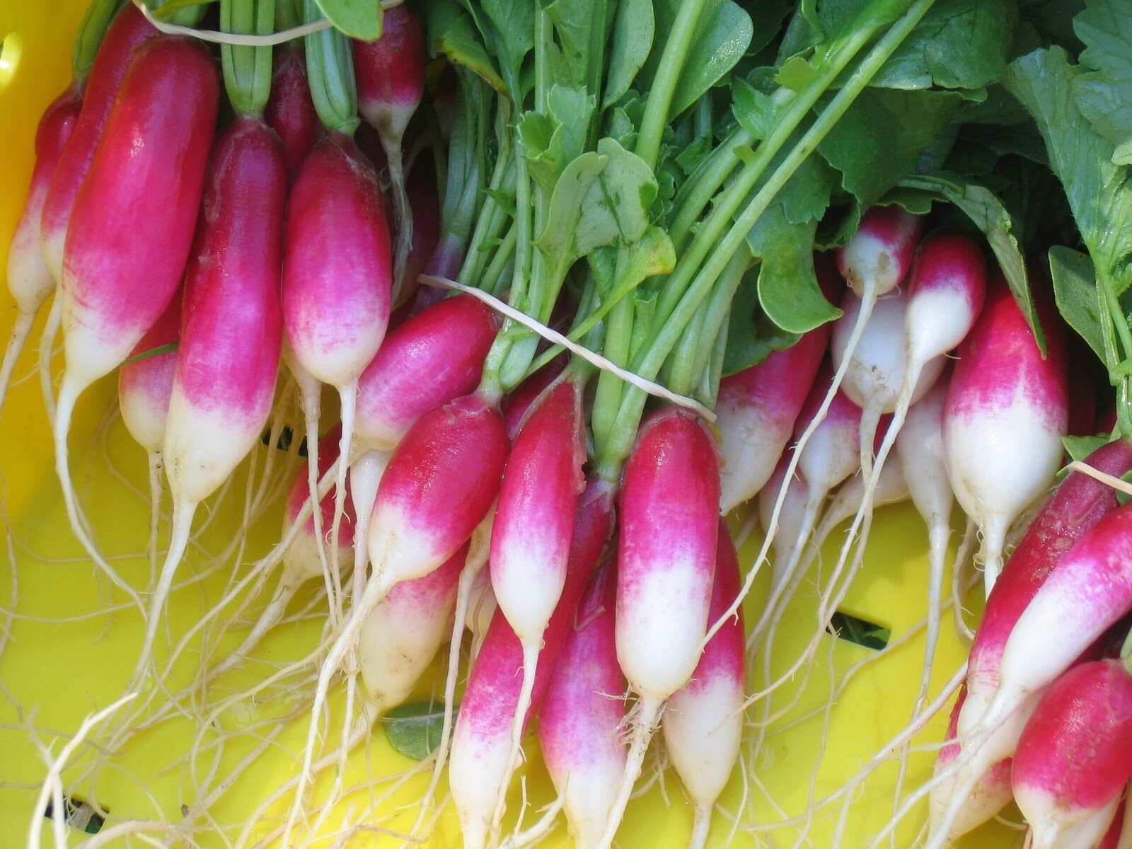 French Breakfast Radish Seeds, NON-GMO, Fast Harvest, Variety Sizes, FREE SHIP