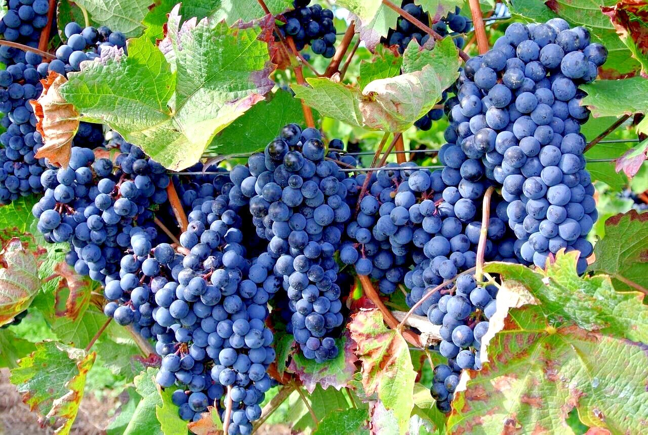 20 WINE GRAPE SEEDS (Vitis vinifera) Vine Tree Fast Hardy Garden Fruit Plant
