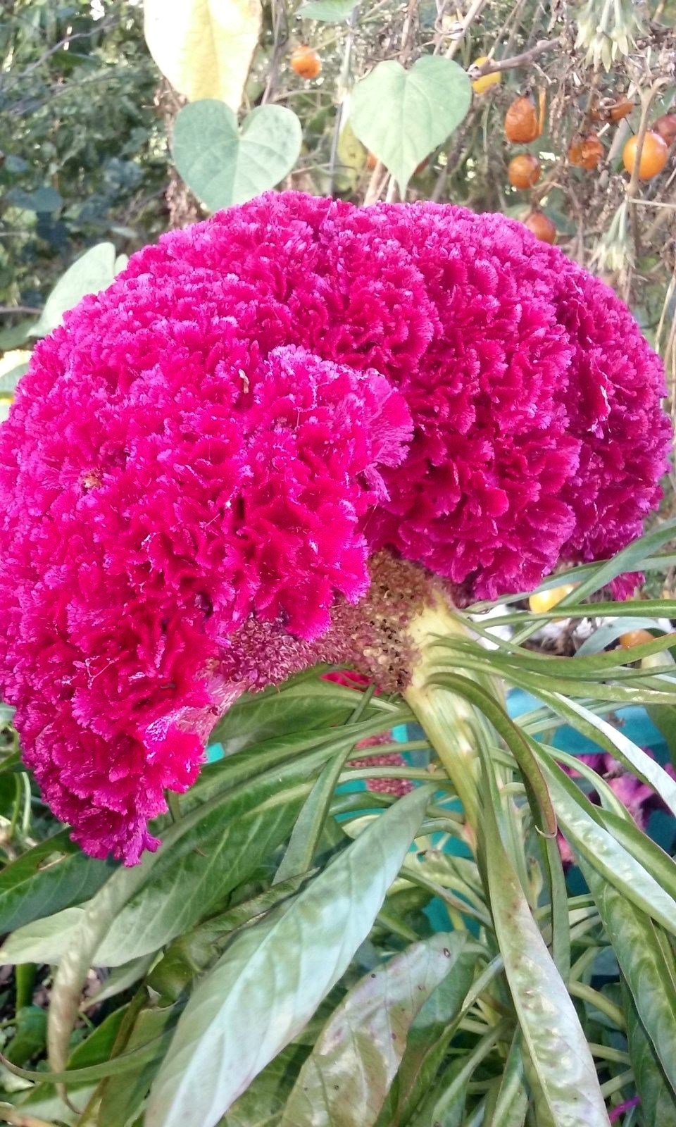 Hot NEON Purple Brain Head Celosia – 3-4 FT TALL- 25 SEEDS – Comb.S/H
