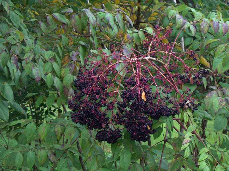 12-24 inches tall Aralia spinosa American Angelica Tree DEVIL’S WALKINGSTICK