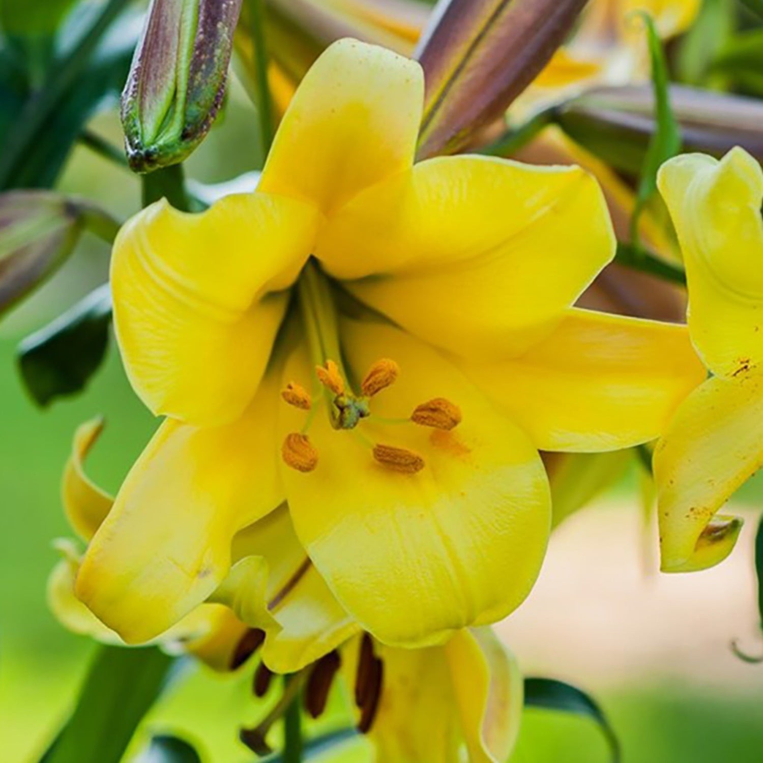 Lilium Trumpet Lily Golden Splendor 1 Bulb – Summer Large Yellow Fragrant Blooms