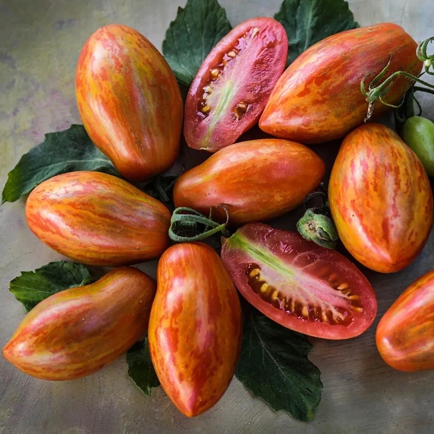 15 Organic Prairie Fire Tomato Seeds, Non-GMO