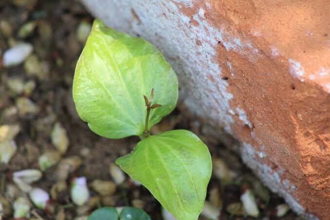 Rare Exotic Tropical Tree 5 Seeds – Strychnos Species Botanical Specimen