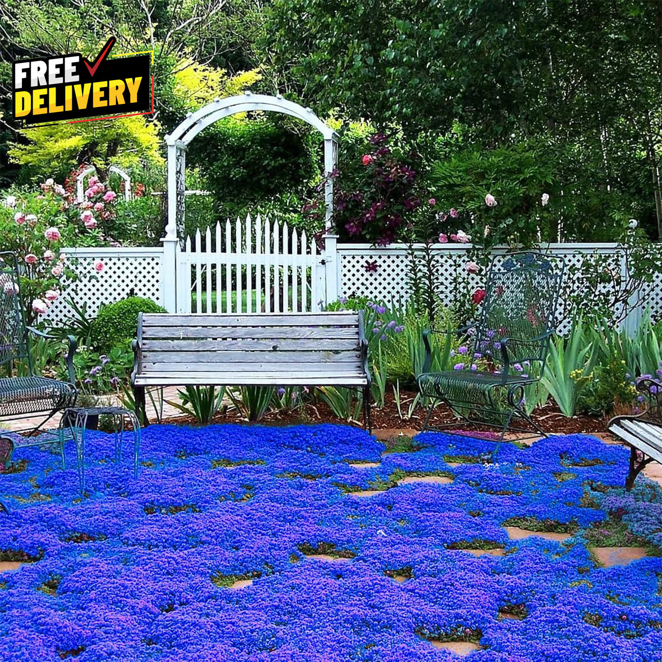 20000+ Magic Blue Creeping Thyme Seeds for Planting Ground Cover Plants Heirloom