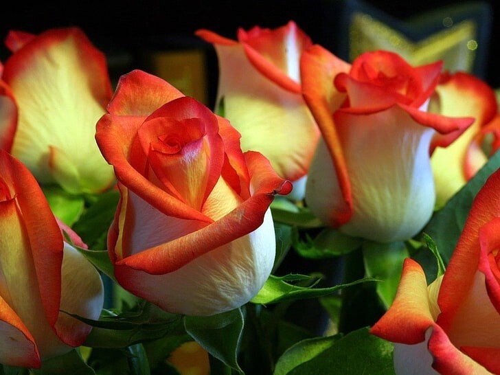 30+ Seeds|Orange White Flower Perennial Rose Seeds #1054