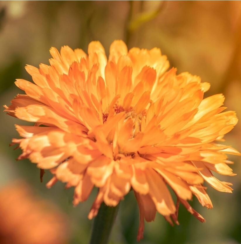 50+Seeds | Pink Surprise Calendula Seeds #H005