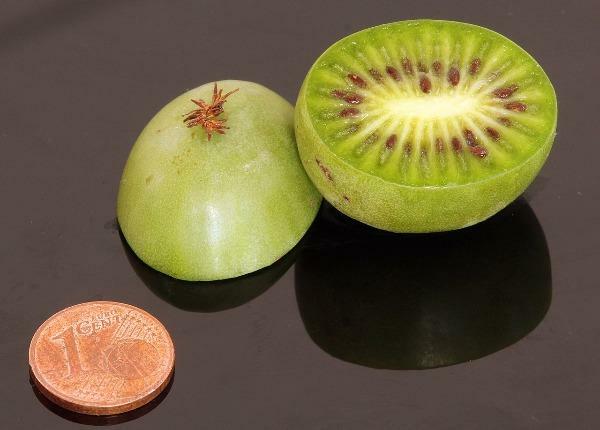 Actinidia arguta | Siberian or Dessert Kiwi | 100 Seeds