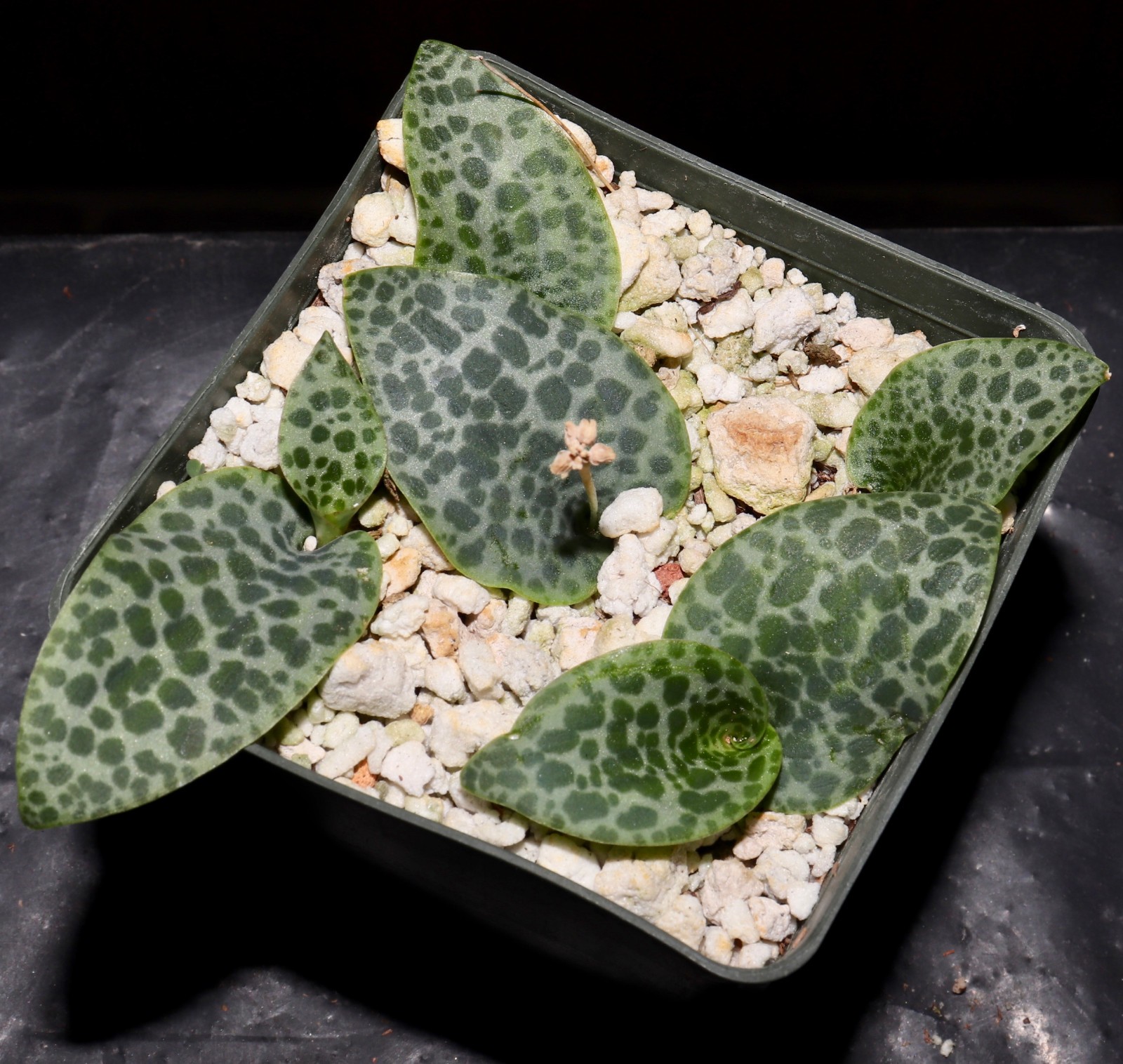 Drimiopsis sp. Kalkfontein choice miniature