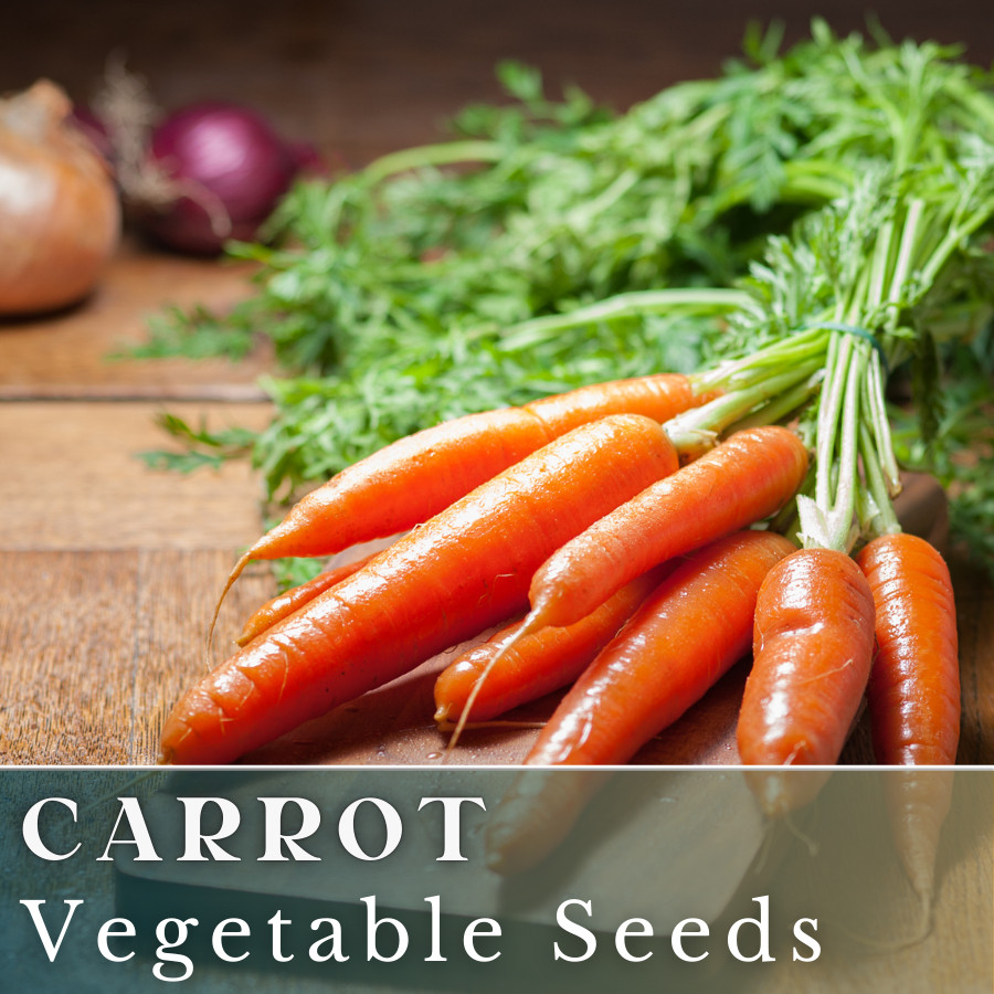 Carrot Vegetable Seeds 400+ Seeds Garden Seeds, Non GMO, Multiple Varieties