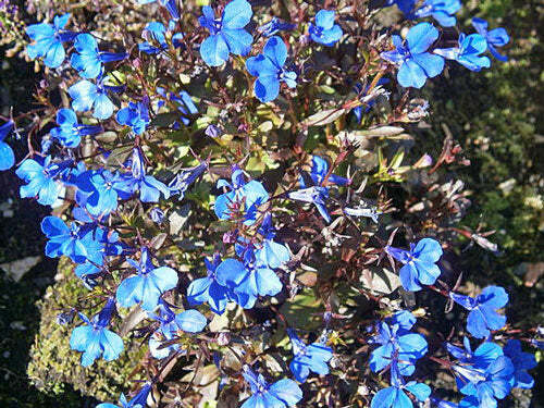 Lobelia erinus | Crystal Palace | Annual or Trailing Lobelia | 100 Tiny Seeds