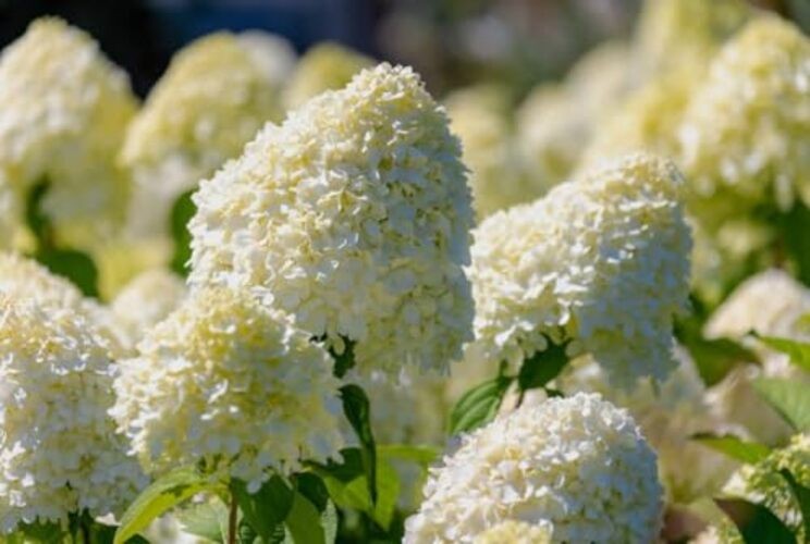 50PCS Heirloom Heirloom Plants—White Pink Flower Shrub Seeds—Hydangea Paniculata