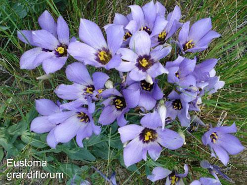 Eustoma grandiflorum | Lisianthus | Prairie Gentian | Texas Bluebell | 20 Seeds